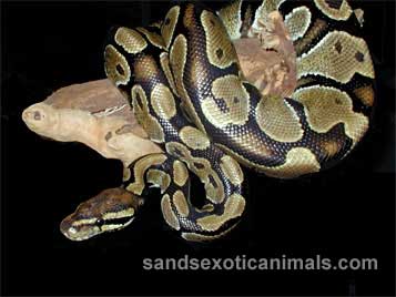 Ball Python Care Sheet