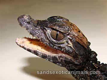 Dwarf Caiman Care Sheet