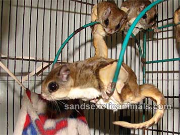 northern flying squirrel pet