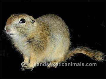 Richardson's Ground Squirrel Care Sheet