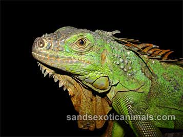 Iguana Care Sheet