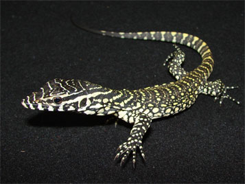 Ornate Nile Monitor
