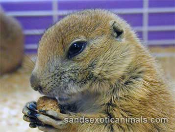 Prairie Dog Care Sheet