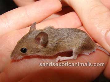 Pygmy Mice Care Sheet