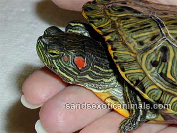 dwarf red eared slider