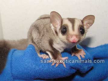 sugar glider care