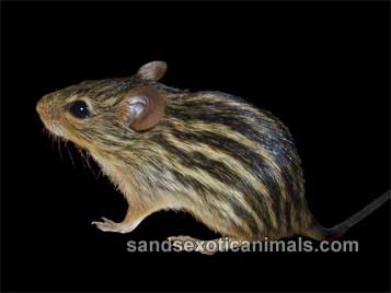 Zebra Mice Care