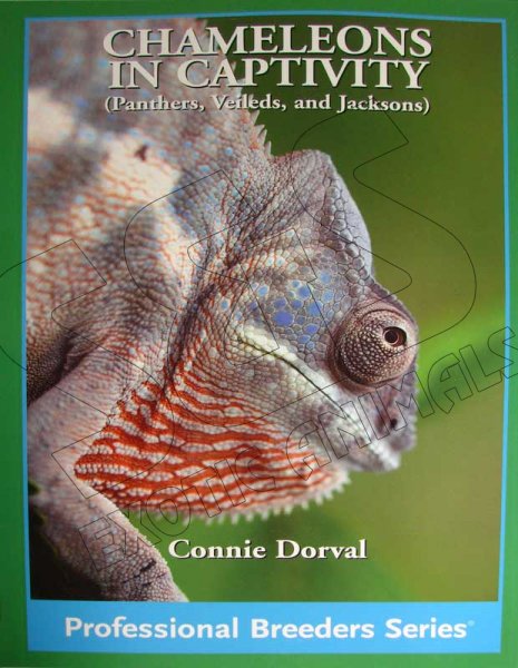 Chameleons in Captivity (Panthers, Veileds, and Jacksons) - Click Image to Close