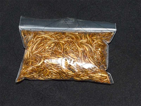 Freeze Dried Meal Worms - Click Image to Close