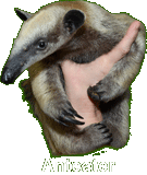 Lessar Anteater
