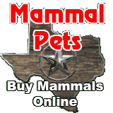 Mammal Pets