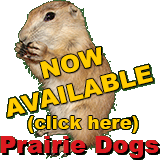 Praire Dogs