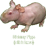 Skinny Pigs