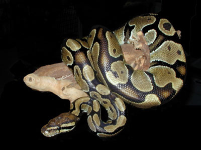 ball-python Care Sheet