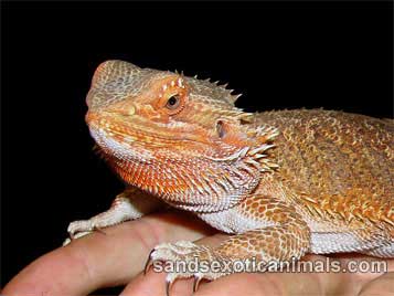 Bearded Dragon Care Sheet