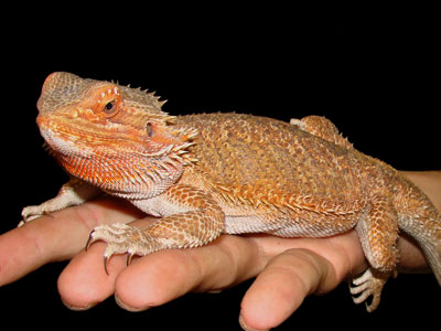 bearded-dragon Care Sheet