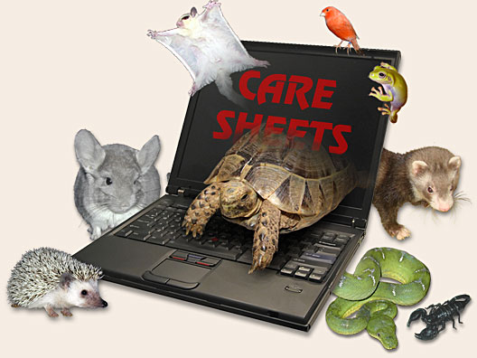 Savannah Monitor Care Sheet
