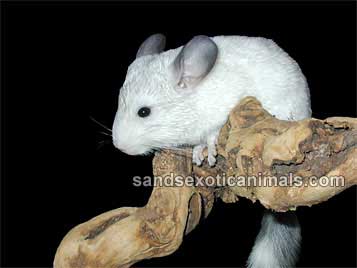 Chinchilla Care Sheet