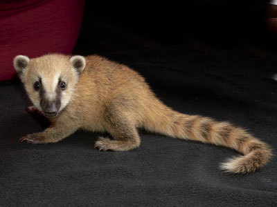 coatimundi Care Sheet