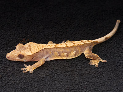 crested gecko Care Sheet