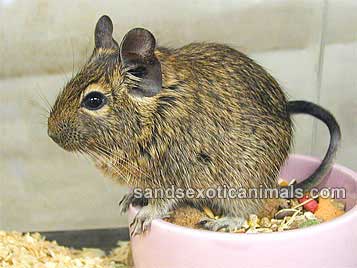 Degu Care Sheet