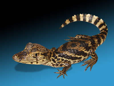 dwarf-caiman Care Sheet