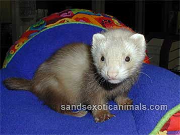 Ferret Care Sheet