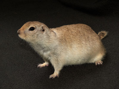 Ground Squirrel Care Sheet