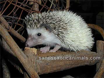 Hedgehog Care Sheet