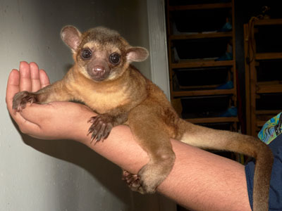 kinkajou Care Sheet