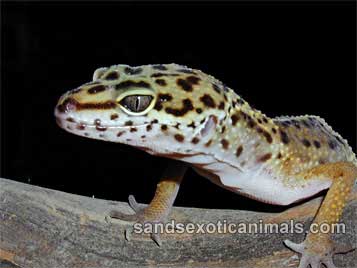 Leopard Gecko Care Sheet