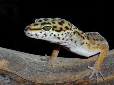 leopard-gecko Care Sheet