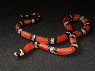 milk-snake Care Sheet