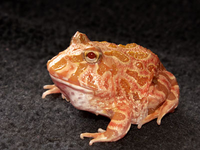 pacman-frog Care Sheet