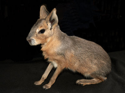 patagonian-cavy Care Sheet