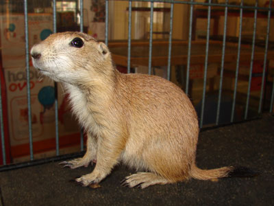 Prairie Dog Care Sheet