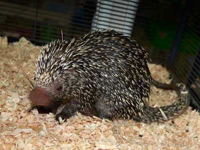 prehensile-tailed-porcupine Care Sheet