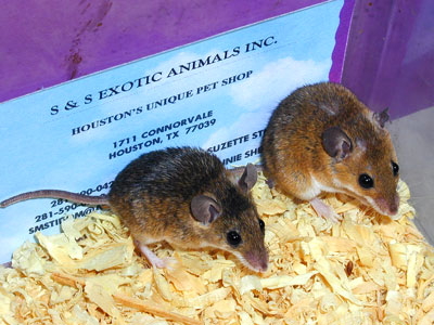 Pygmy-Mouse Care Sheet