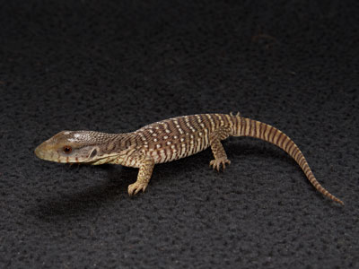 savannah-monitor Care Sheet