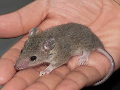 short-tail-possum Care Sheet