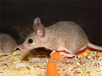 Spiny Mouse Care Sheet
