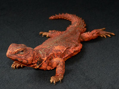 uromastyx Care Sheet