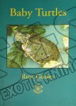 Baby Turtles