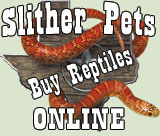 SlitherPets