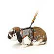 SM ANIMAL HARNESS W/ LEASH LG