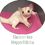 Sugar Glider